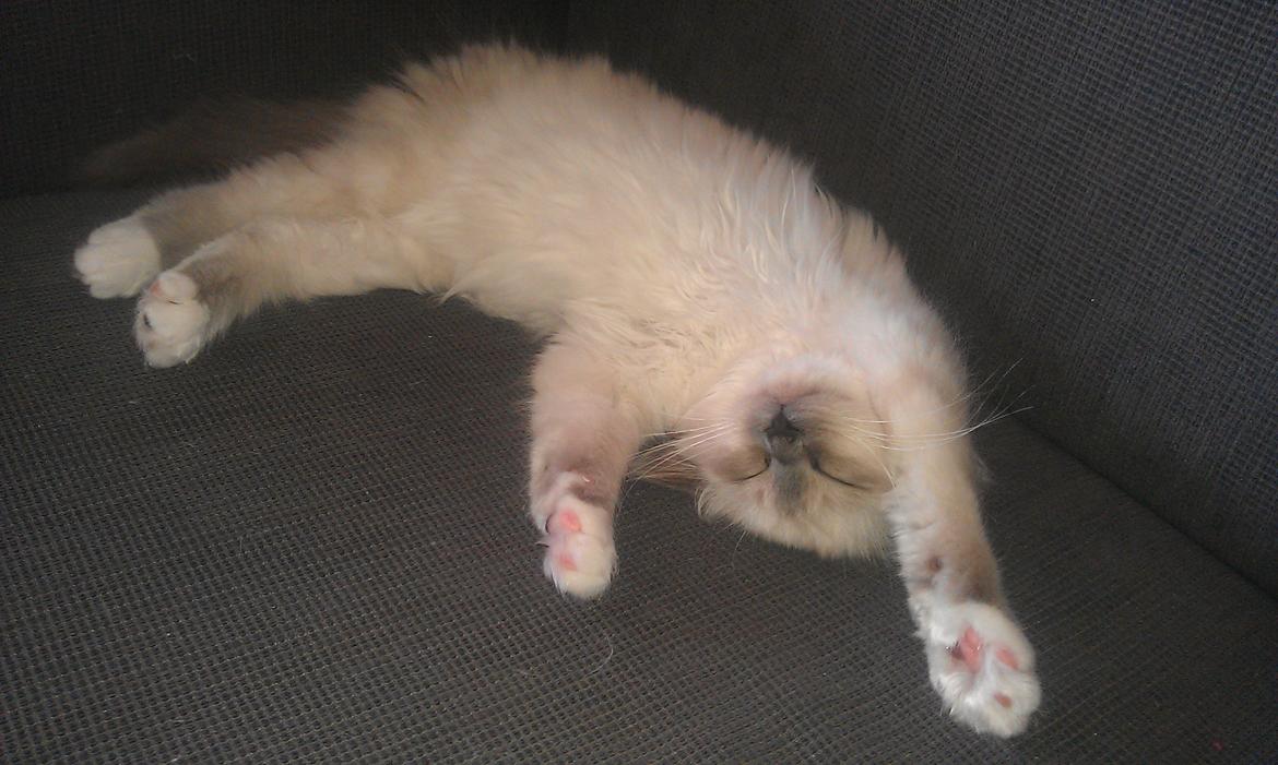 Hellig Birma DK Bandit's Liva billede 6