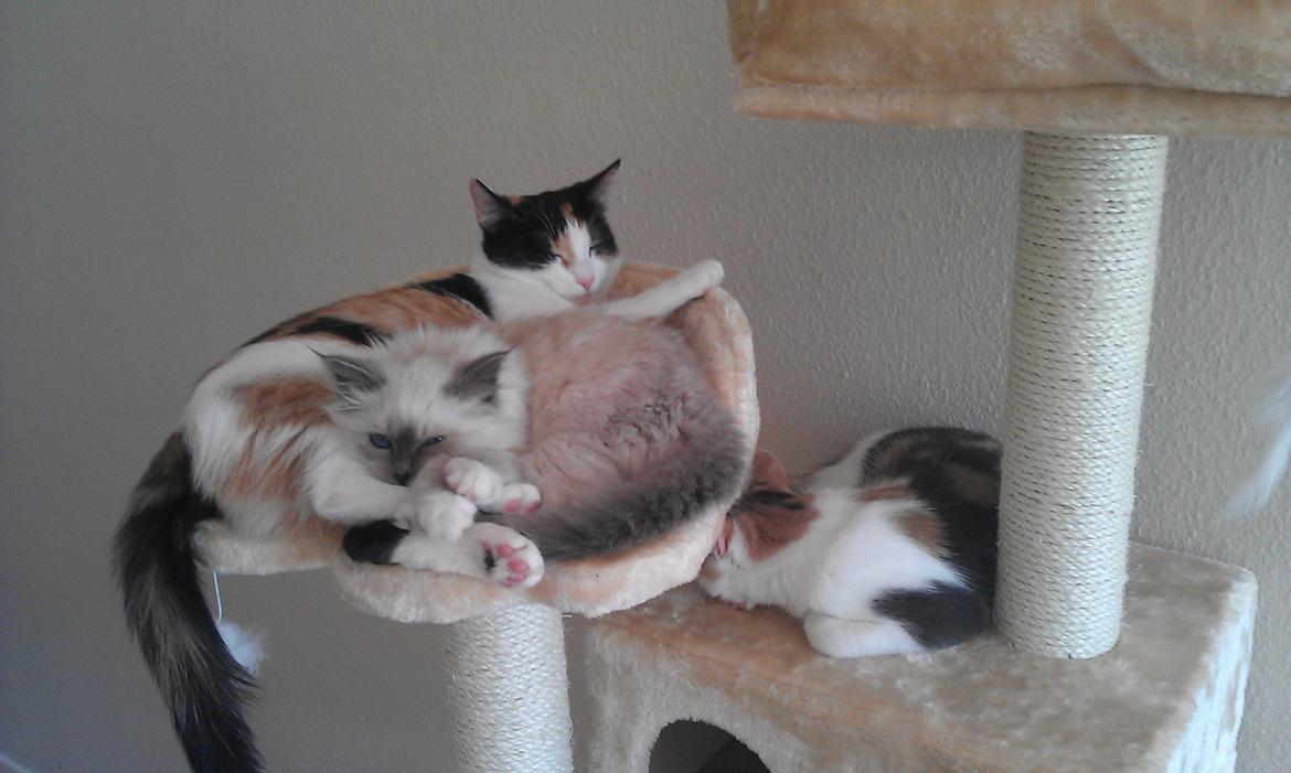 Hellig Birma DK Bandit's Liva billede 7