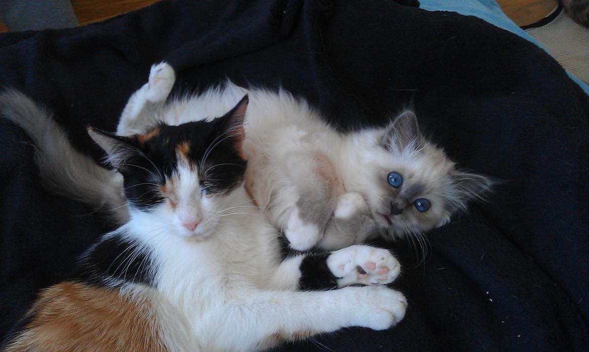 Hellig Birma DK Bandit's Liva billede 8