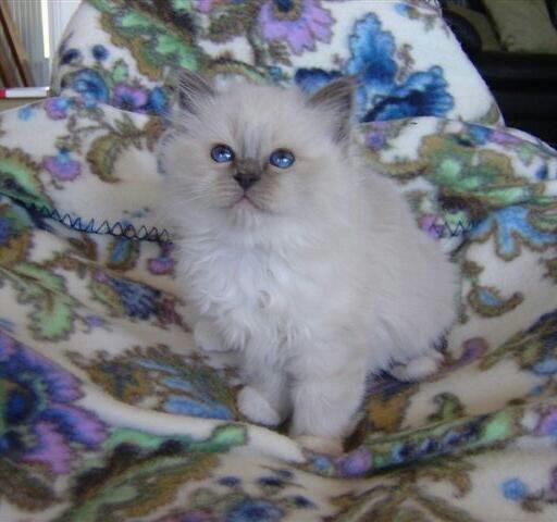 Hellig Birma DK Bandit's Liva billede 9