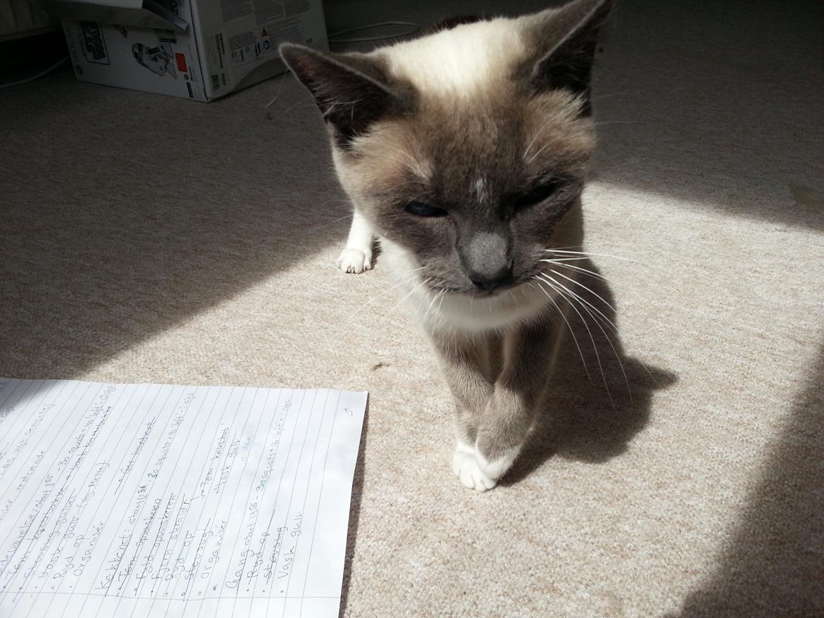 Siameser Lua billede 3