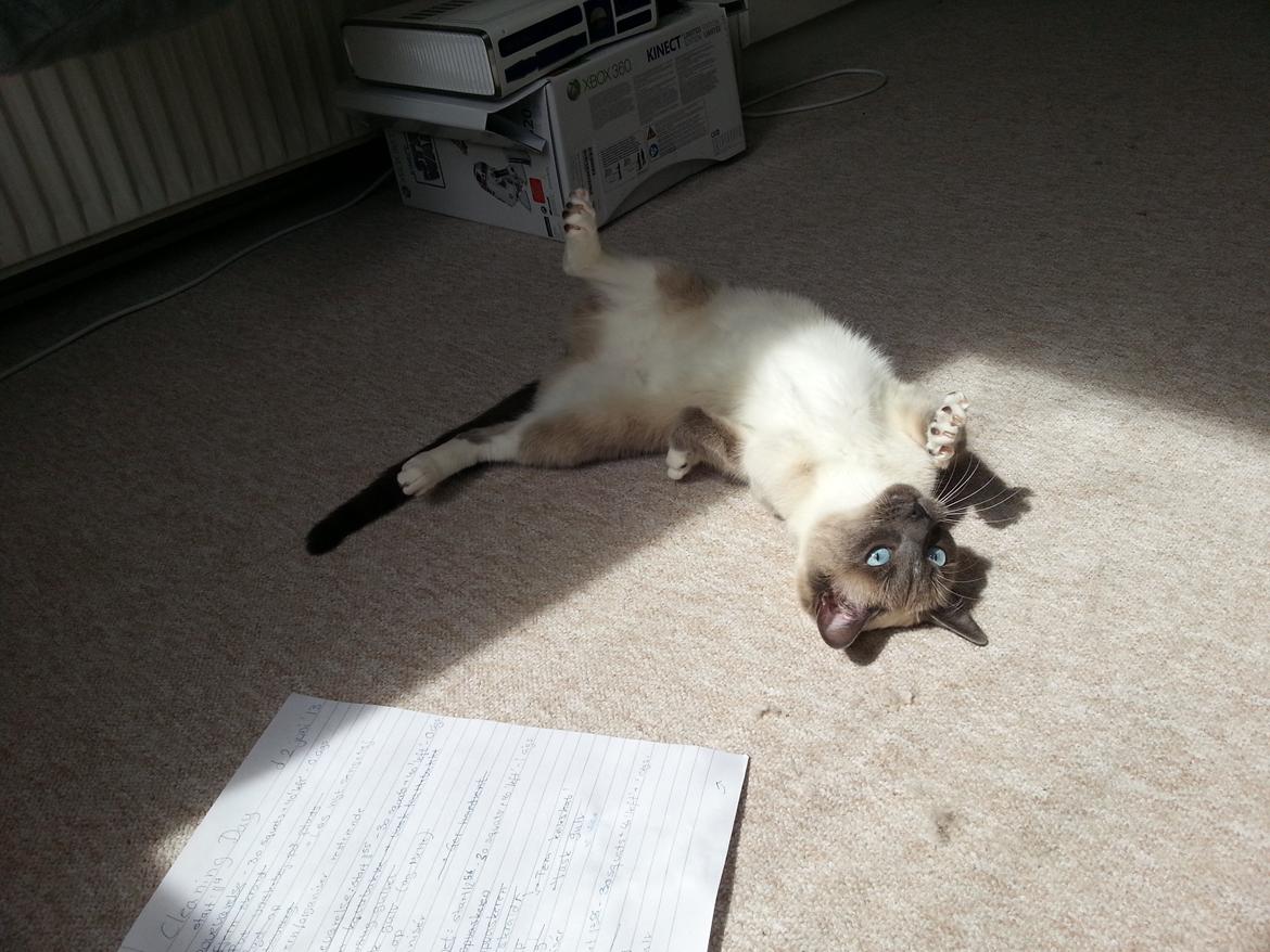 Siameser Lua - Der bliver hygget i solen, mmm..  billede 5