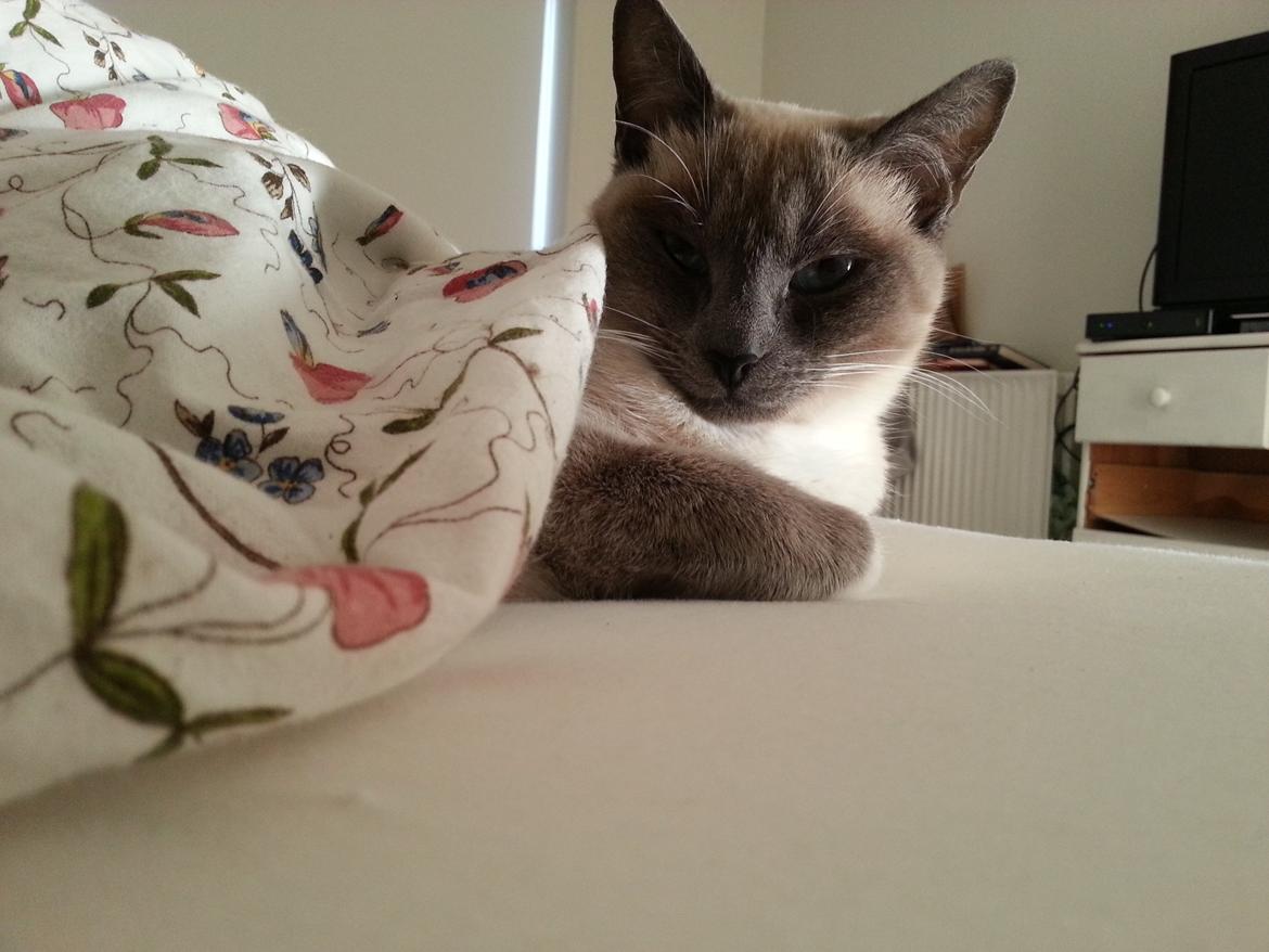 Siameser Lua - "Skal vi ikke i seng nu" purrrrr" billede 2