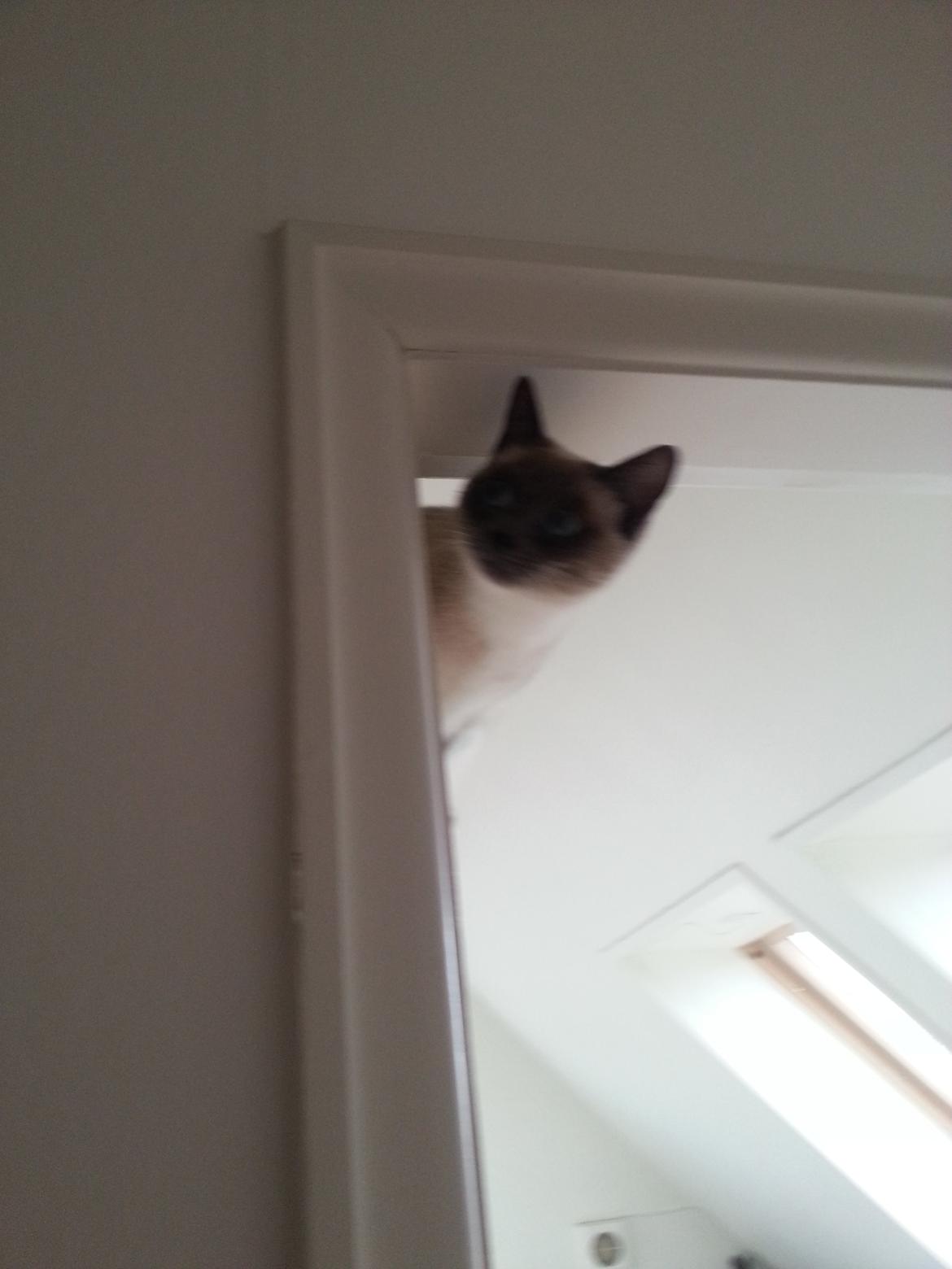 Siameser Lua billede 6