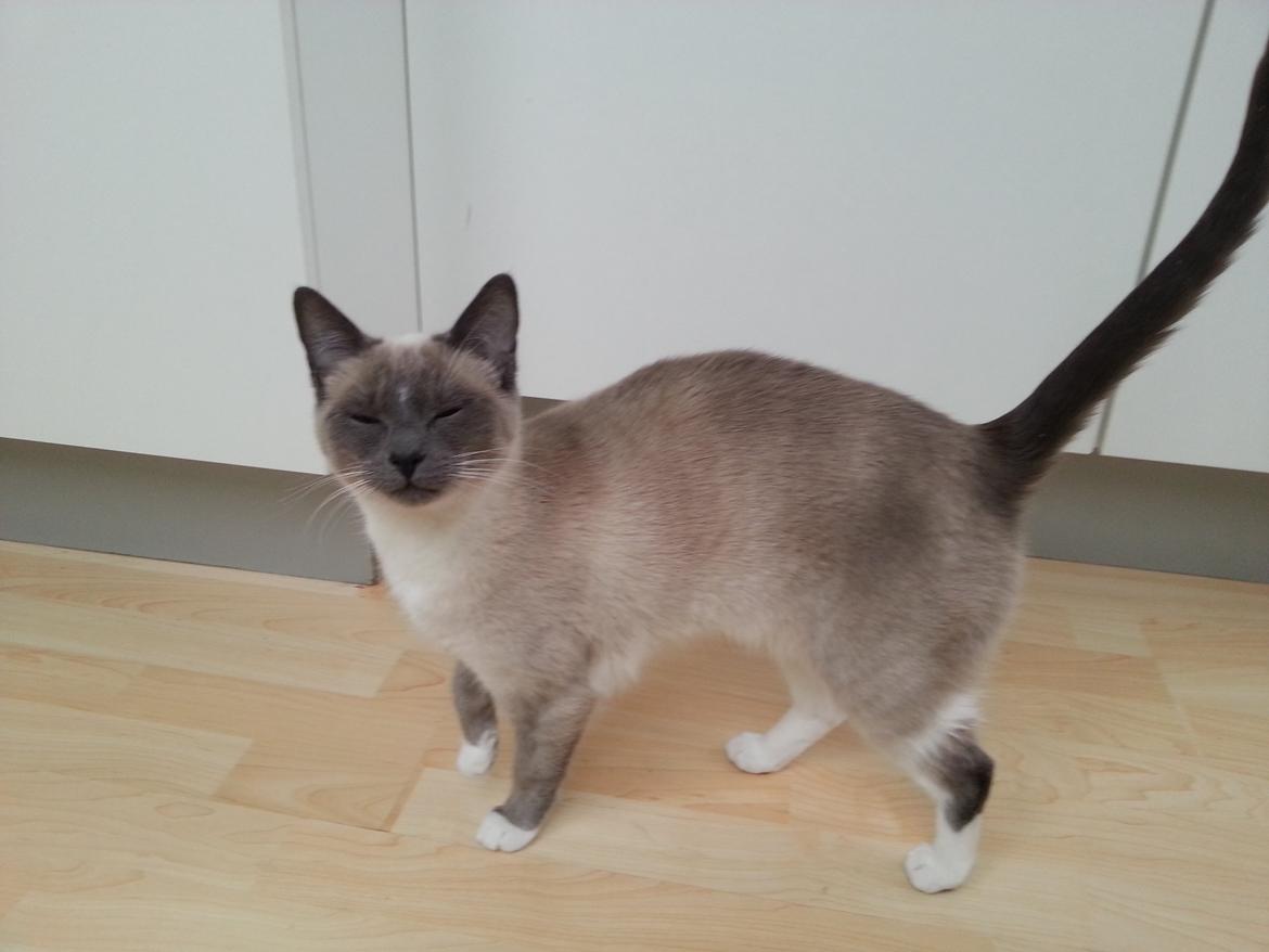 Siameser Lua billede 7