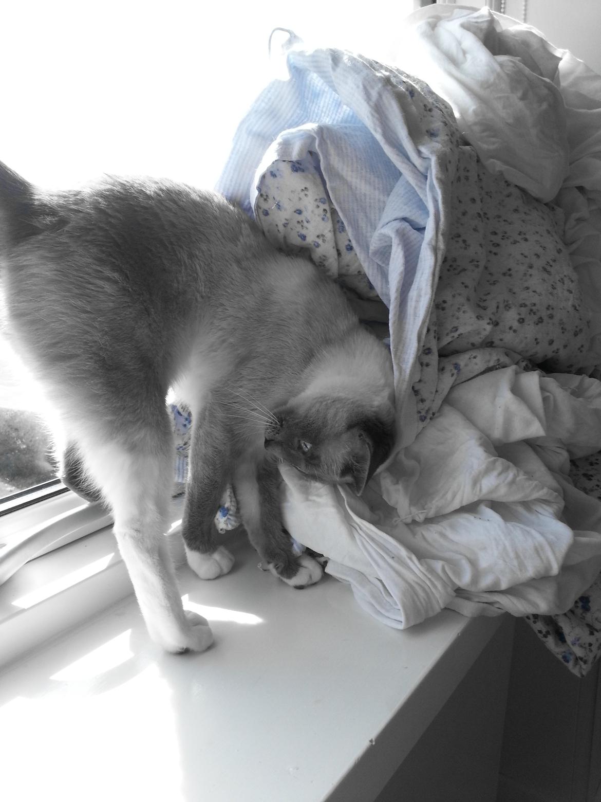 Siameser Lua billede 8