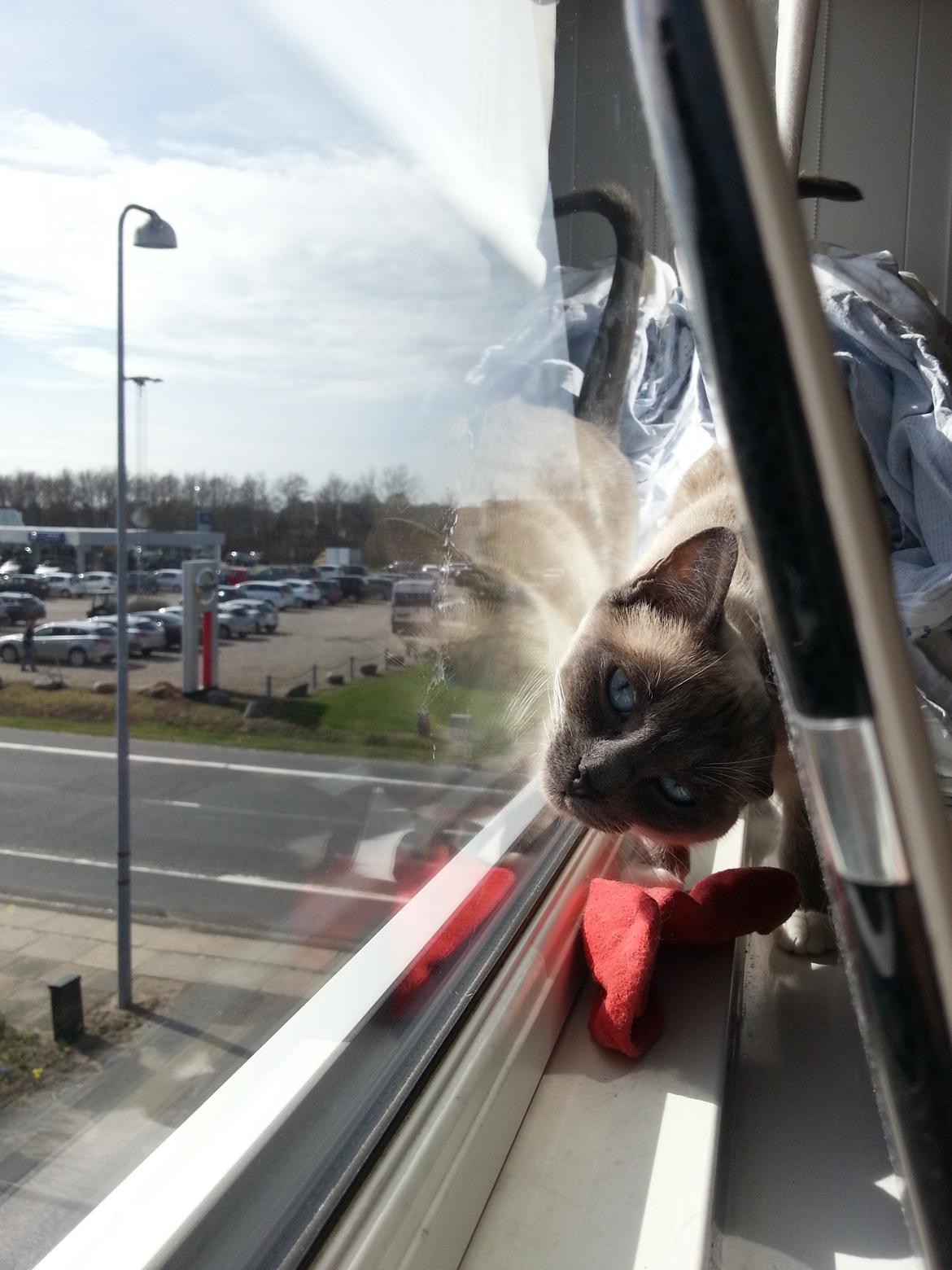 Siameser Lua - "Se mig, SE MIG!" billede 9