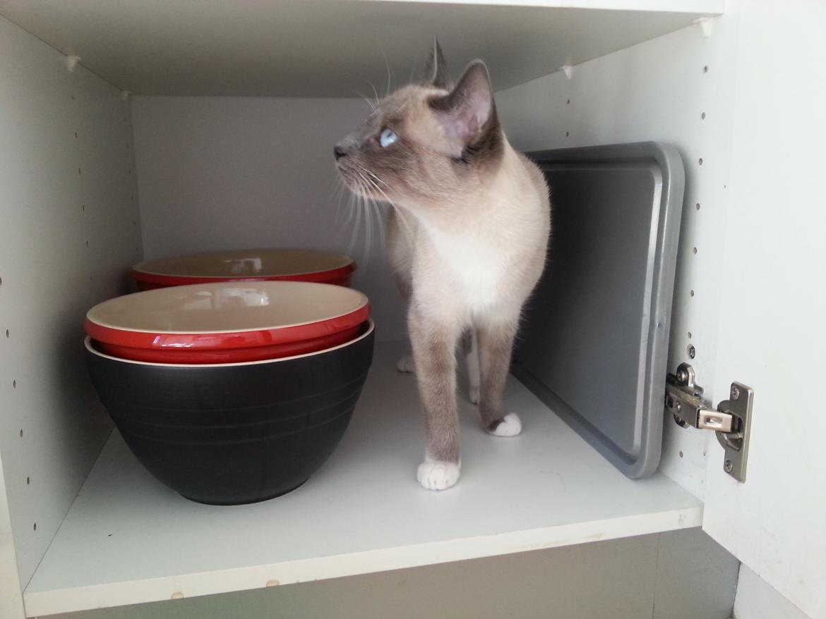 Siameser Lua billede 10