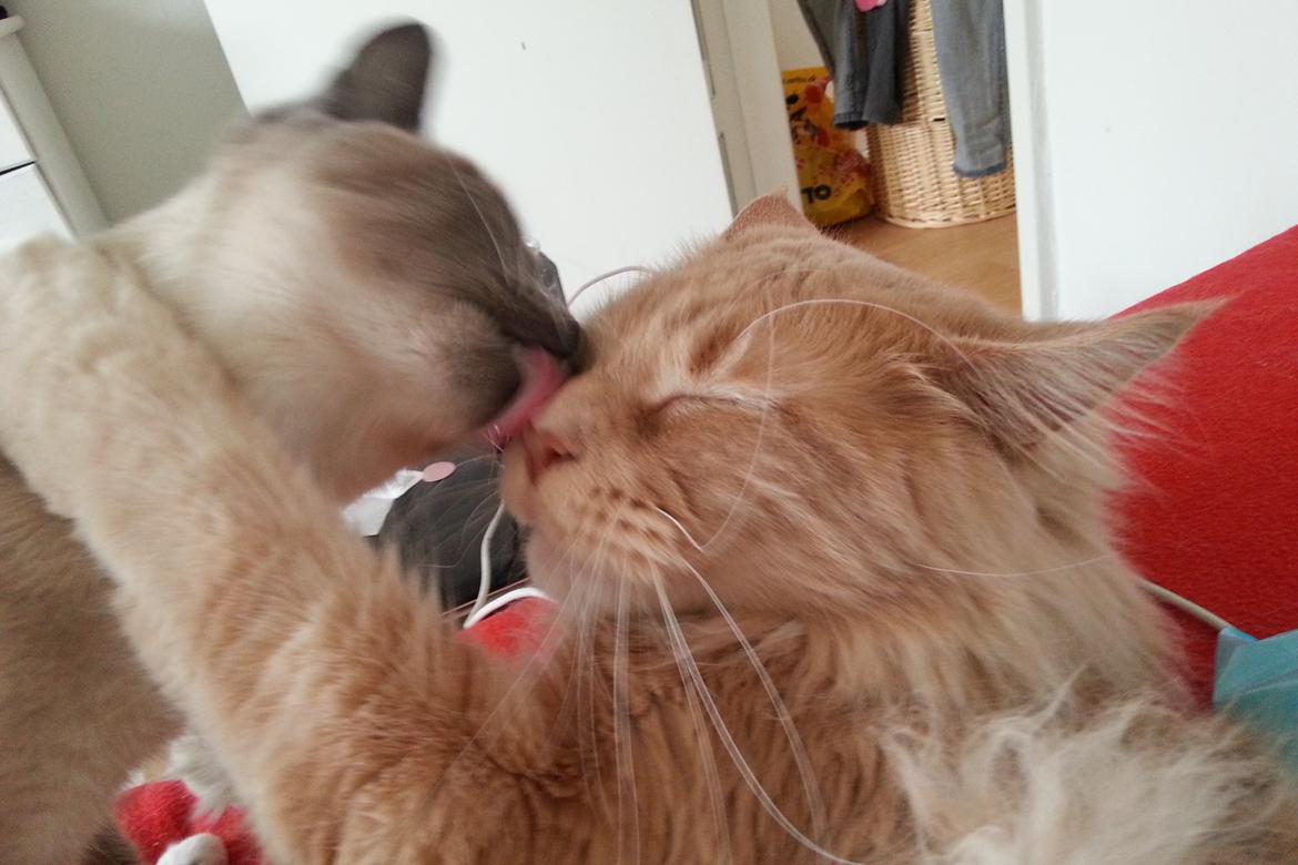 Siameser Lua - De to er simpelthen så gode! billede 11