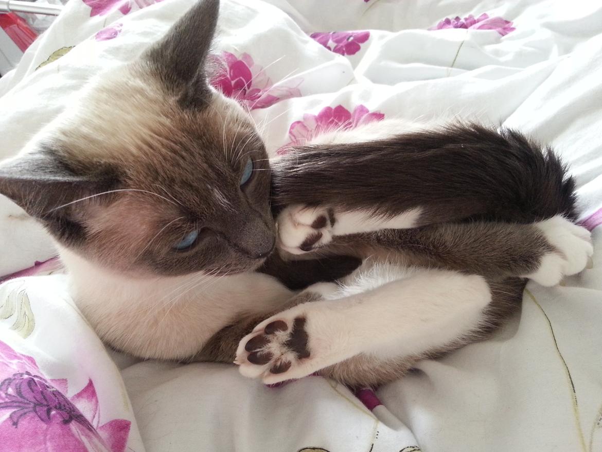 Siameser Lua billede 12