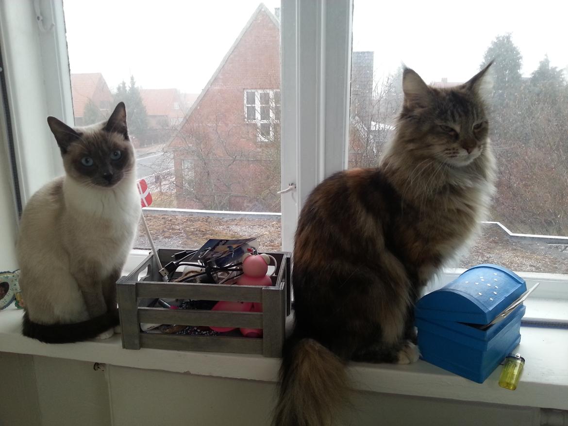 Siameser Lua - Lua og Gaisen billede 13