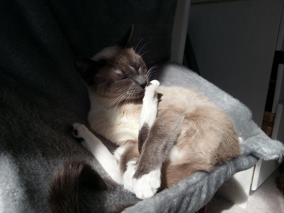 Siameser Lua billede 14