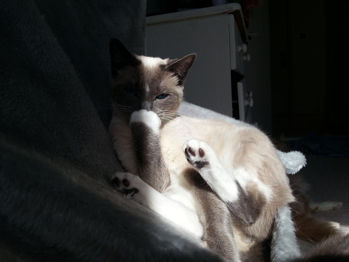 Siameser Lua billede 1