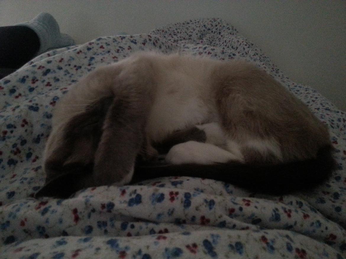 Siameser Lua billede 16