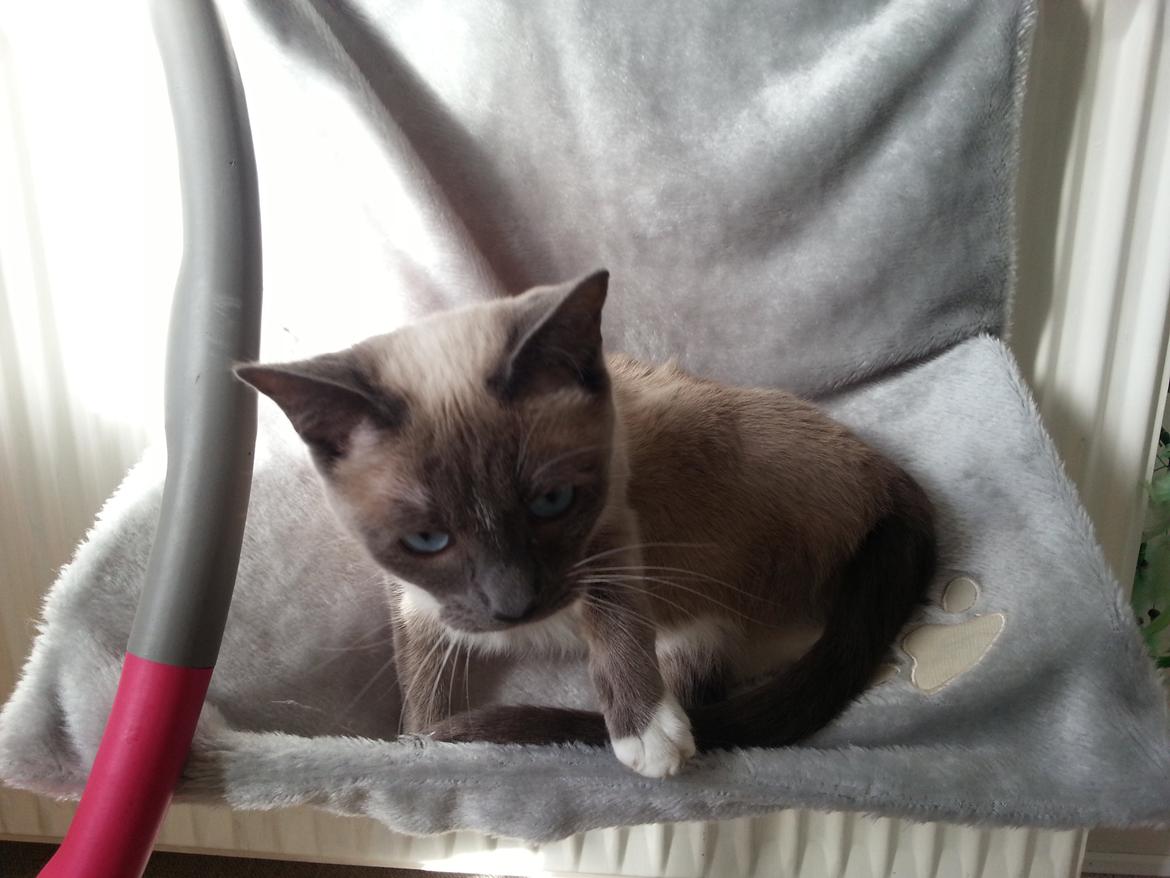 Siameser Lua billede 17