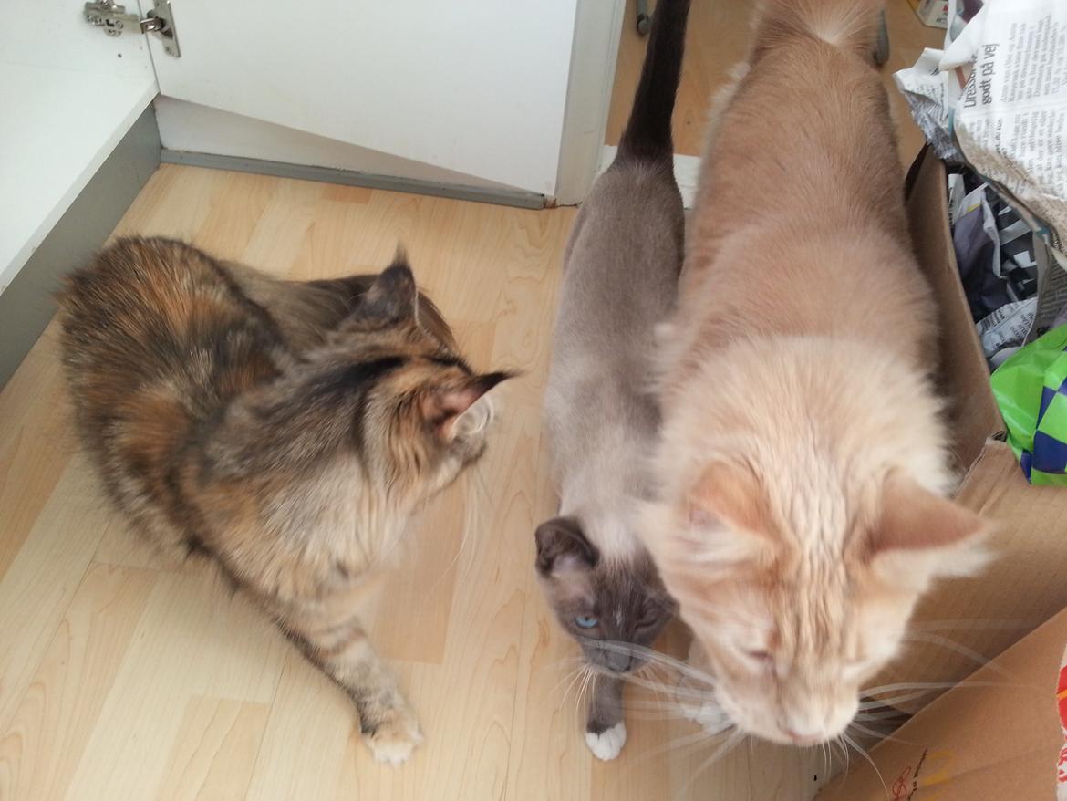 Siameser Lua - Så kan man fornemme størrelses-forholdet i flokken :) billede 18