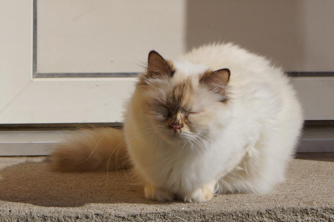 Hellig Birma Pimasano's Coco billede 2