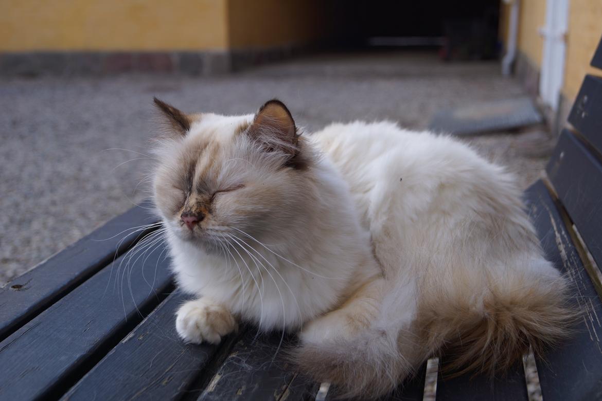 Hellig Birma Pimasano's Coco billede 5