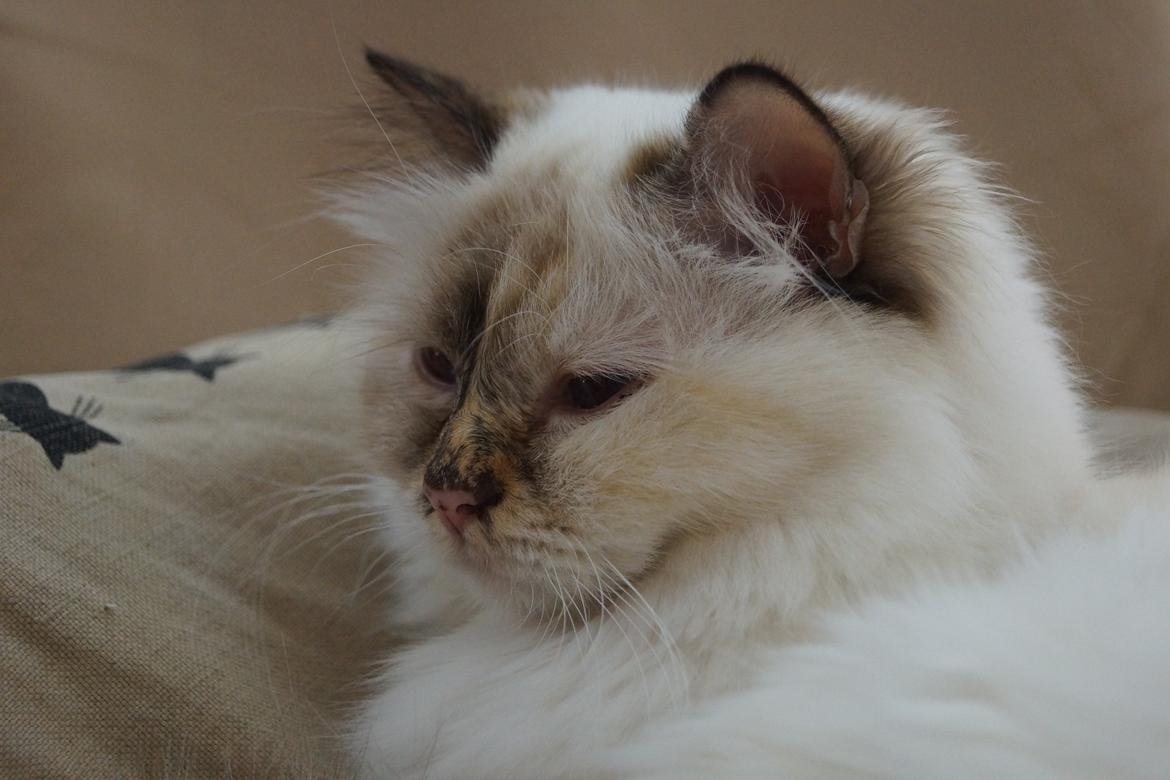 Hellig Birma Pimasano's Coco billede 9