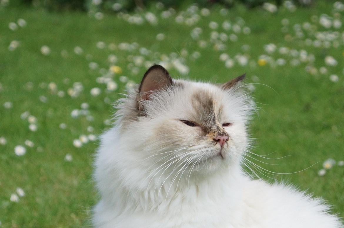 Hellig Birma Pimasano's Coco billede 4