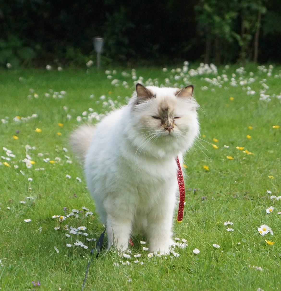 Hellig Birma Pimasano's Coco billede 6