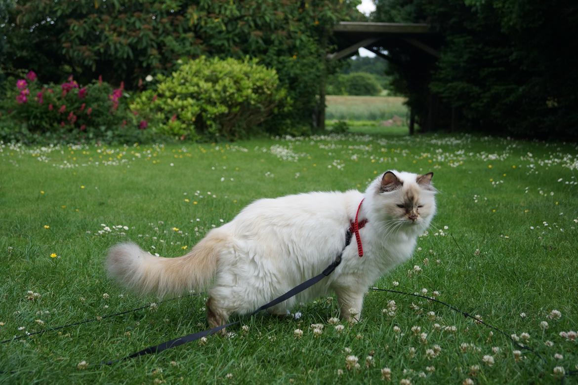 Hellig Birma Pimasano's Coco billede 3