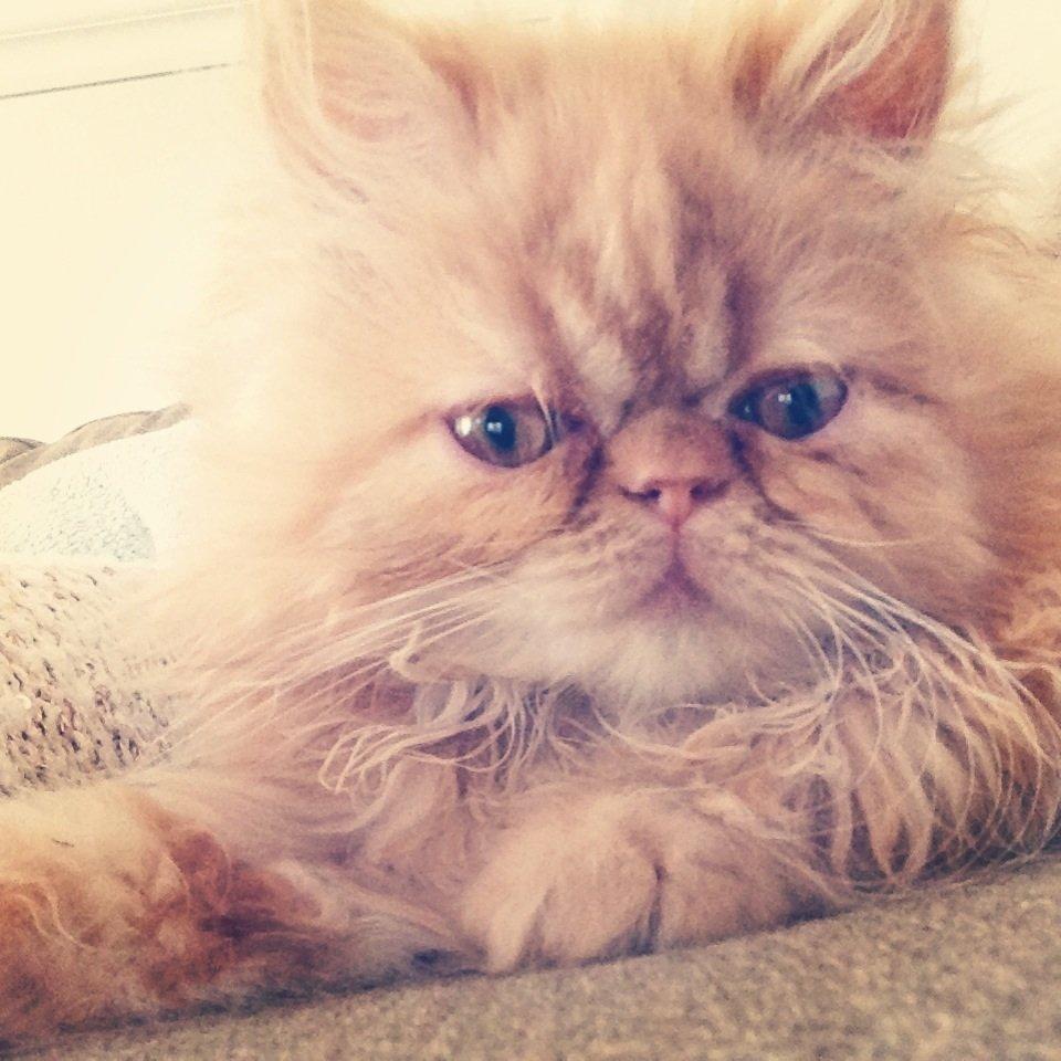 Perser Misty Brown's Lucky Luke aka' Garfield billede 9