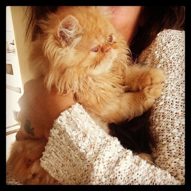 Perser Misty Brown's Lucky Luke aka' Garfield billede 8