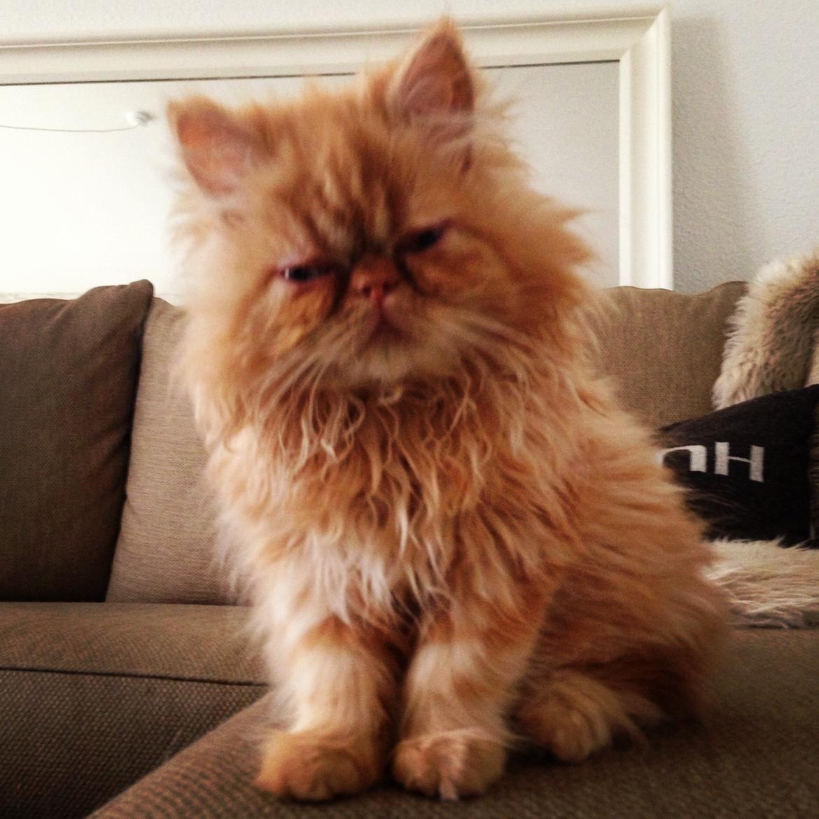 Perser Misty Brown's Lucky Luke aka' Garfield billede 10