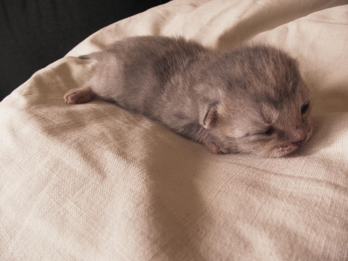 Huskat Indigo billede 17