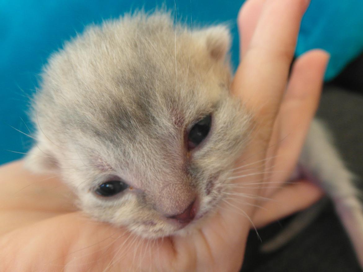 Huskat Indigo billede 16