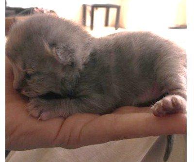 Huskat Indigo billede 15