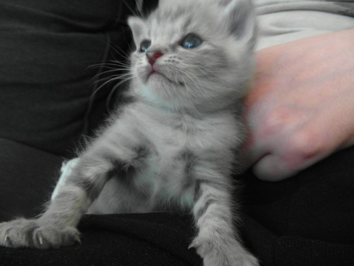 Huskat Indigo billede 12