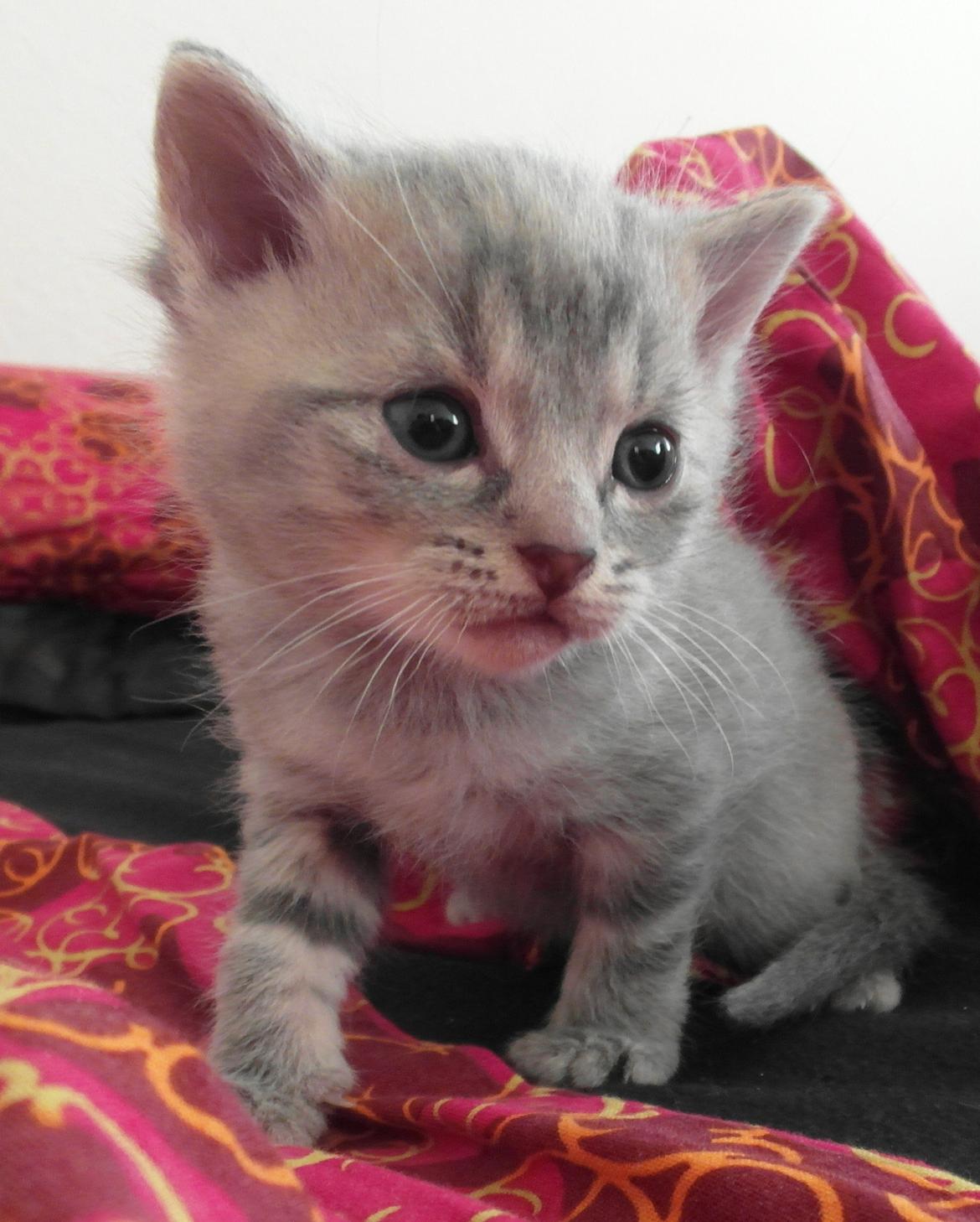 Huskat Indigo billede 11