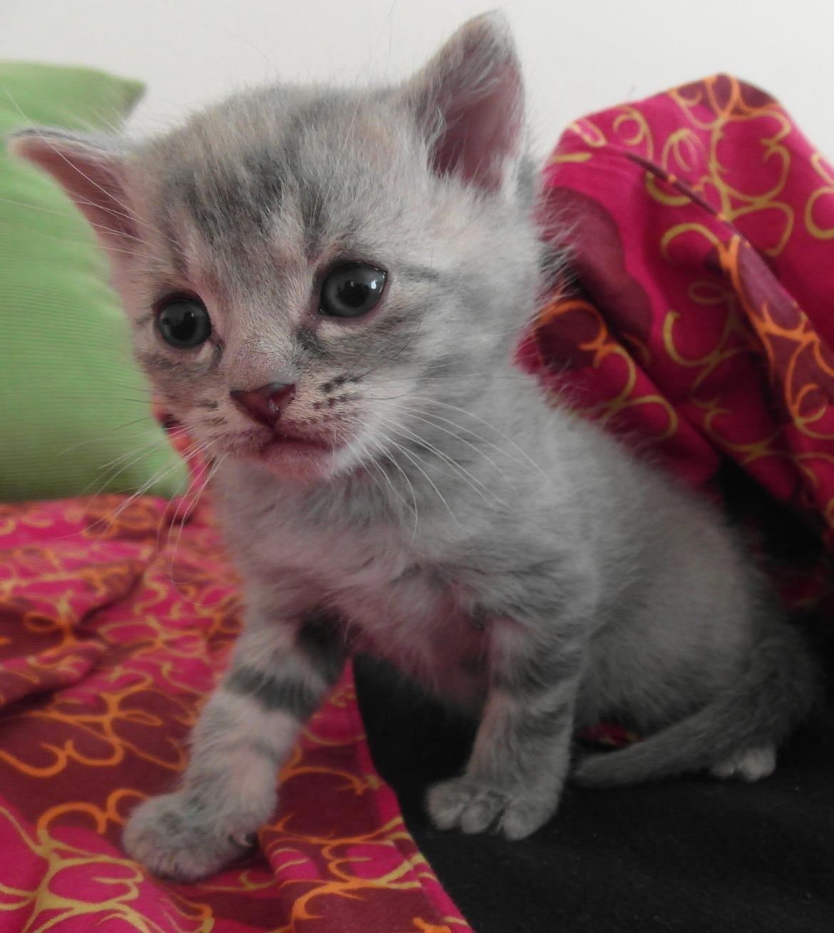 Huskat Indigo billede 13