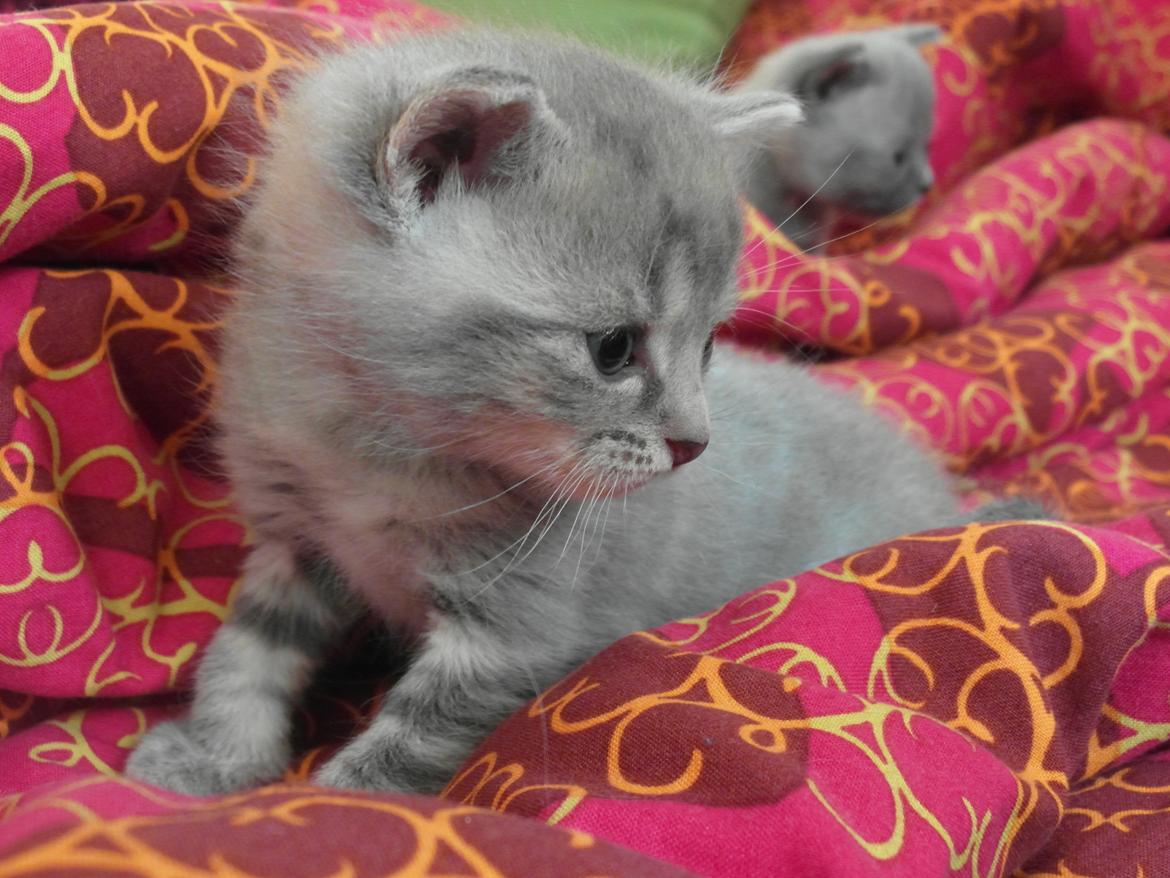 Huskat Indigo billede 14