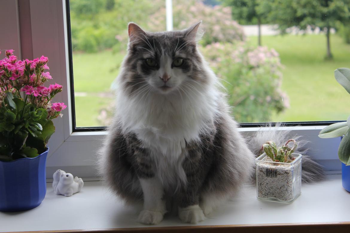 Norsk Skovkat Sussi billede 16