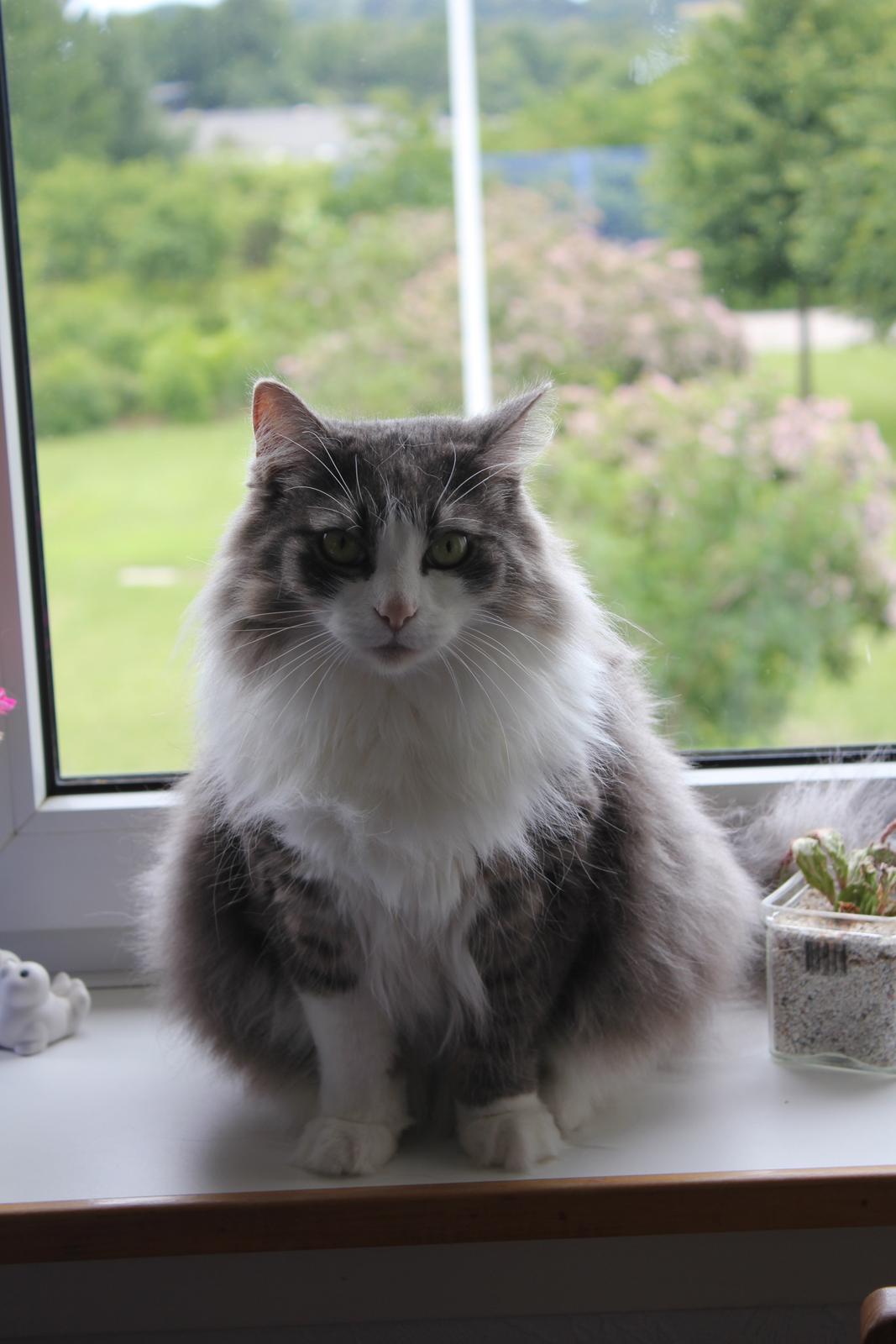 Norsk Skovkat Sussi billede 1