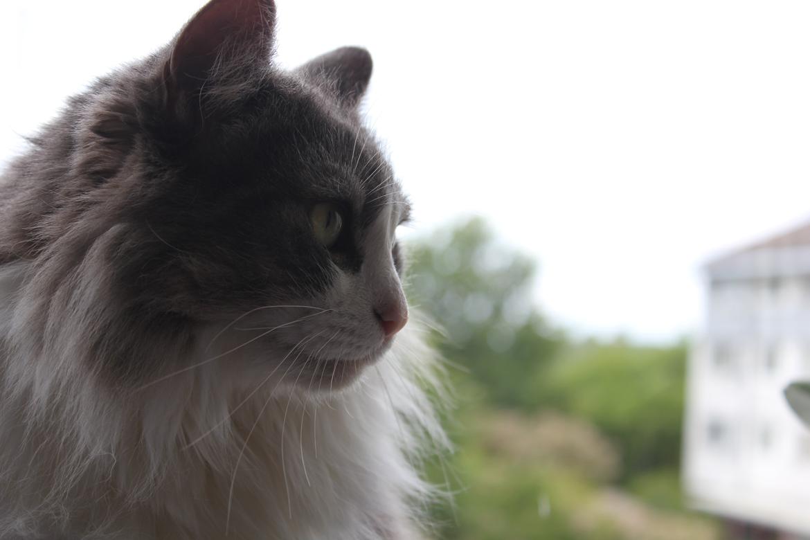 Norsk Skovkat Sussi billede 17