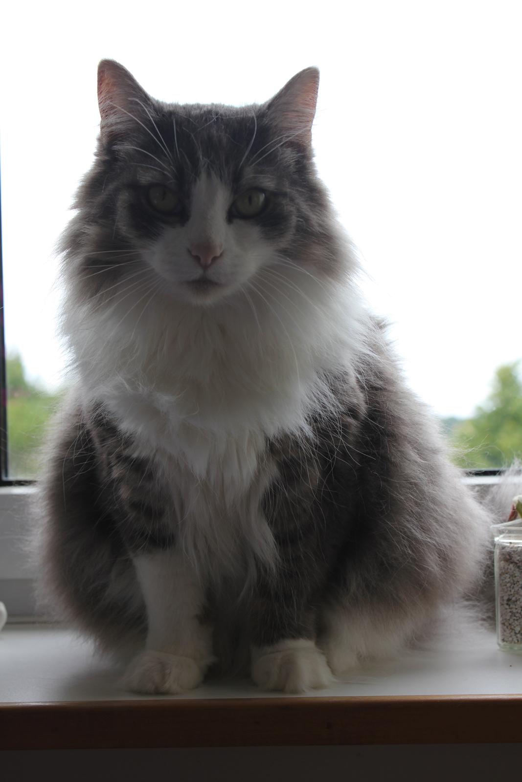 Norsk Skovkat Sussi billede 18