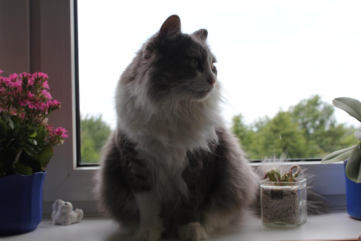 Norsk Skovkat Sussi billede 19