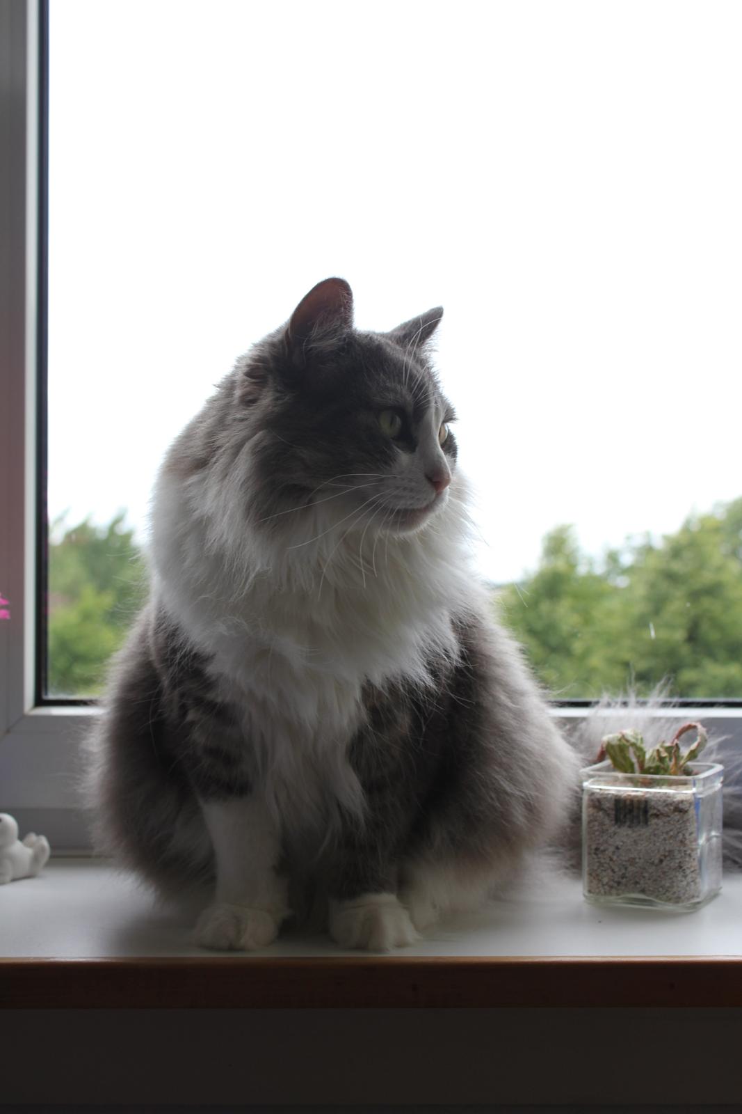 Norsk Skovkat Sussi billede 20