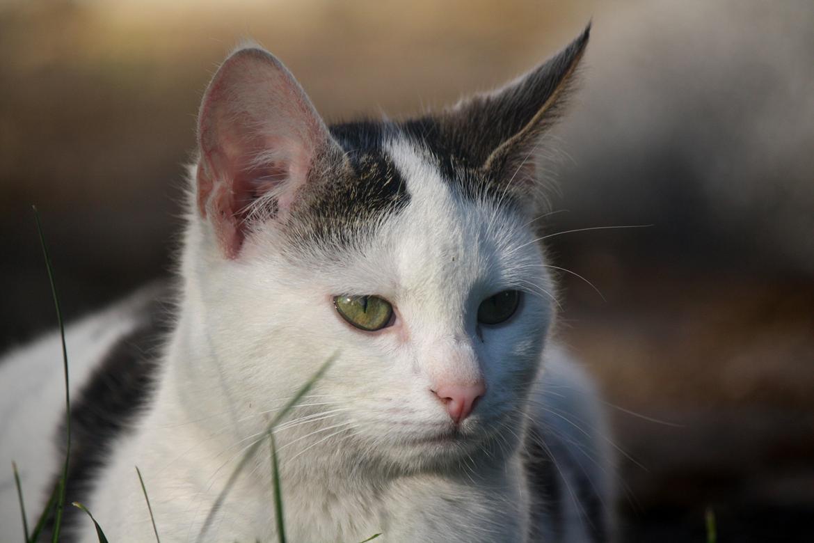 Blanding af racer ZOEY billede 8