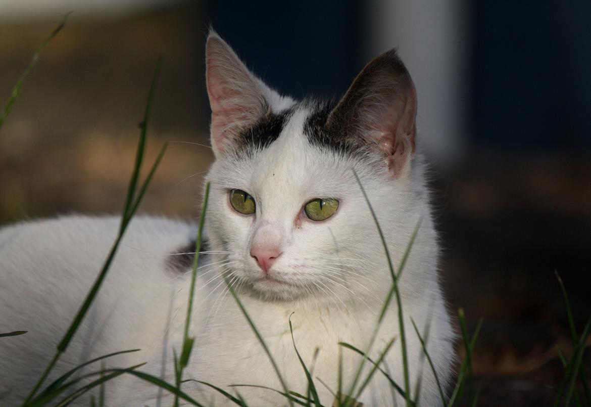 Blanding af racer ZOEY billede 2