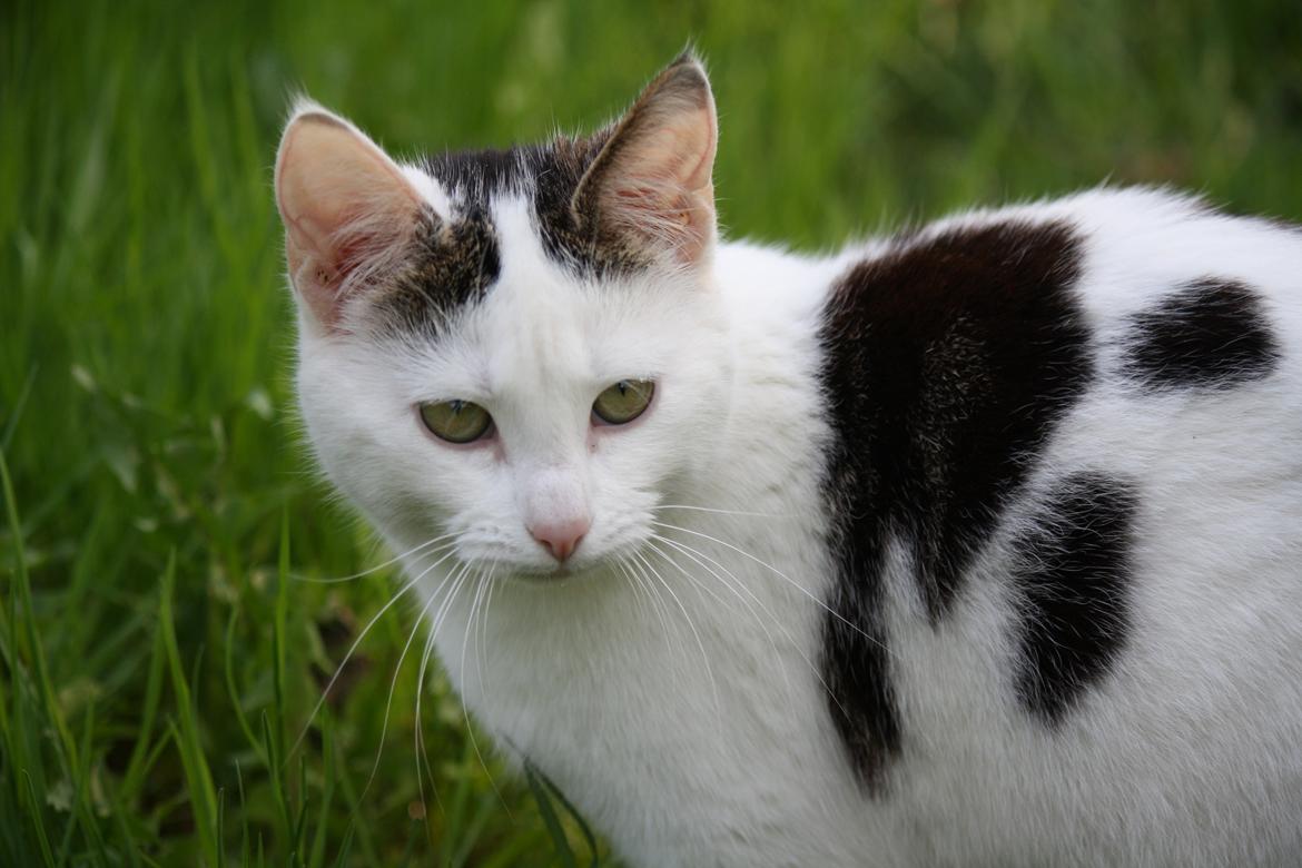 Blanding af racer ZOEY billede 14