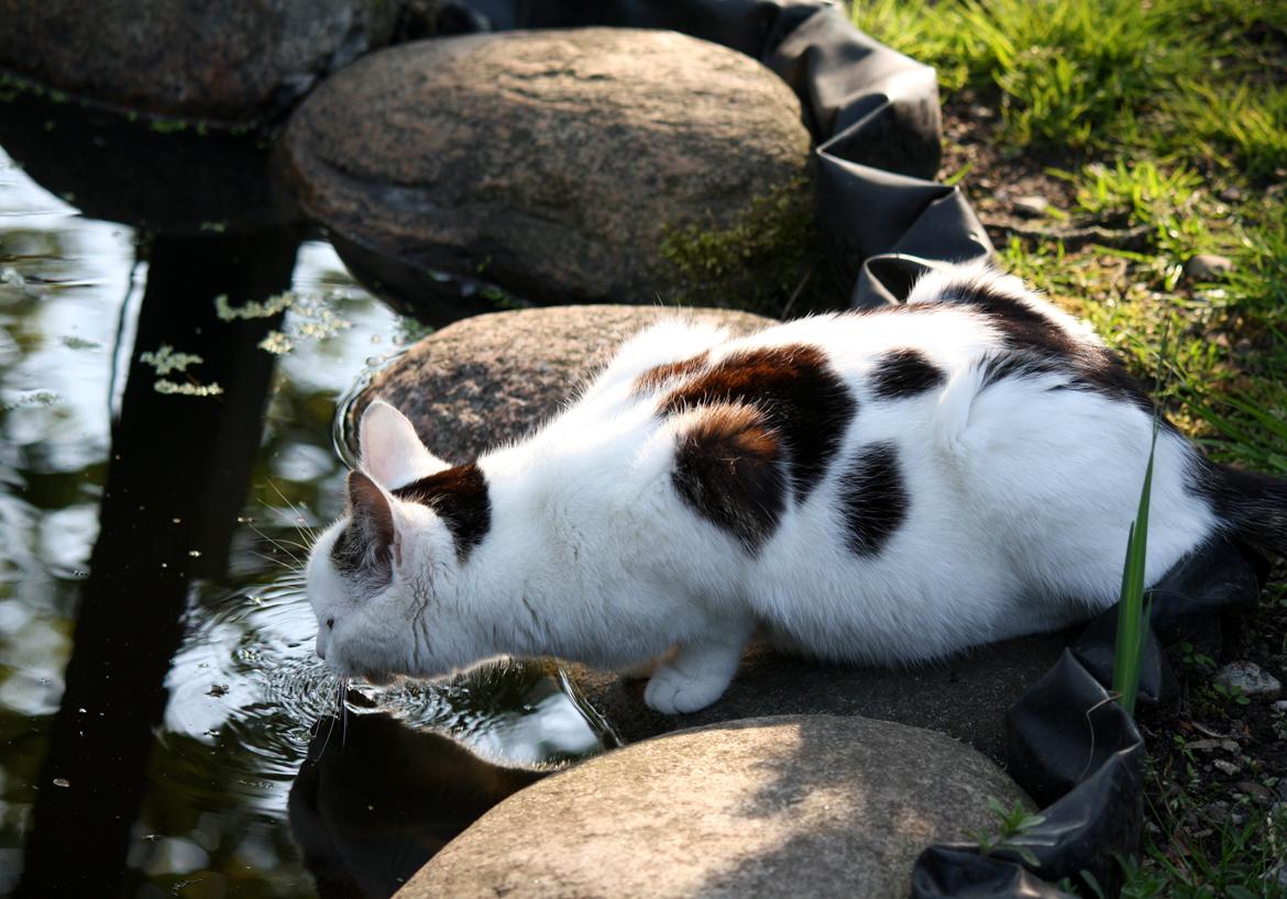 Blanding af racer ZOEY billede 15