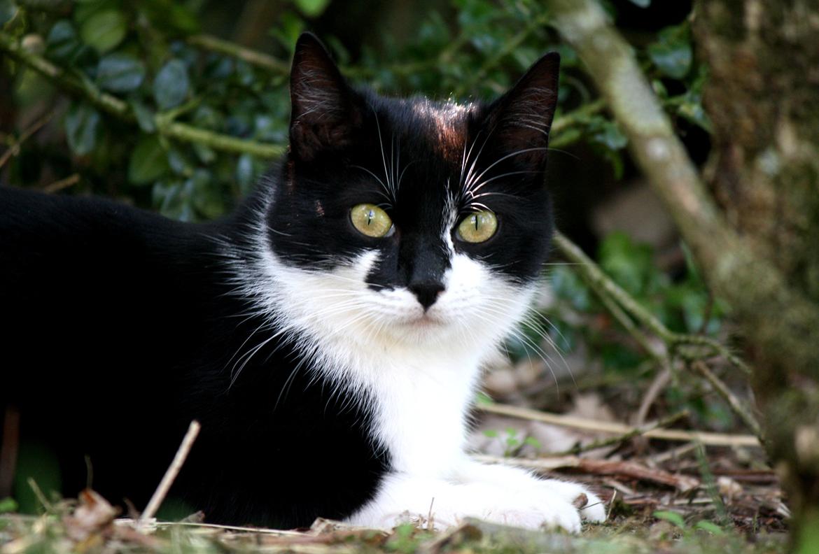 Blanding af racer COCO SURPRISE *Sov sødt min engel :’-(<3* billede 14