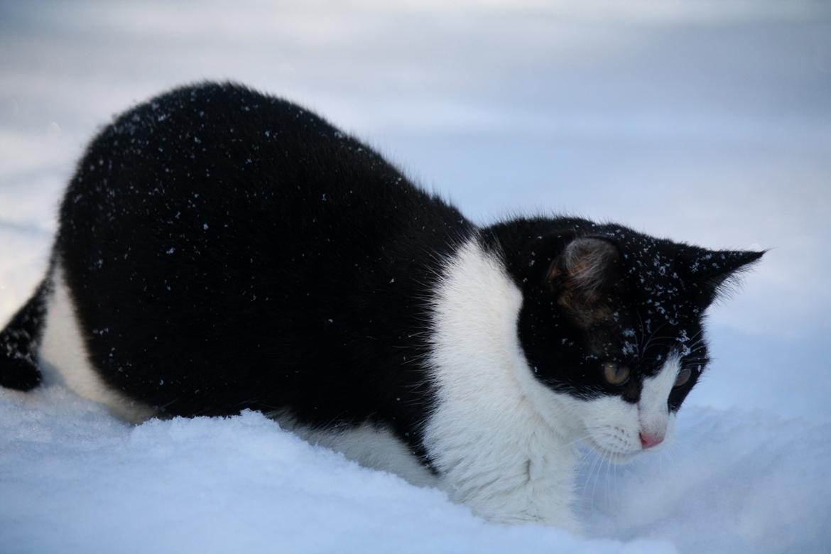 Blanding af racer BØRGE billede 10