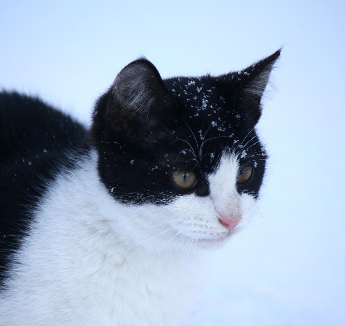 Blanding af racer BØRGE billede 13