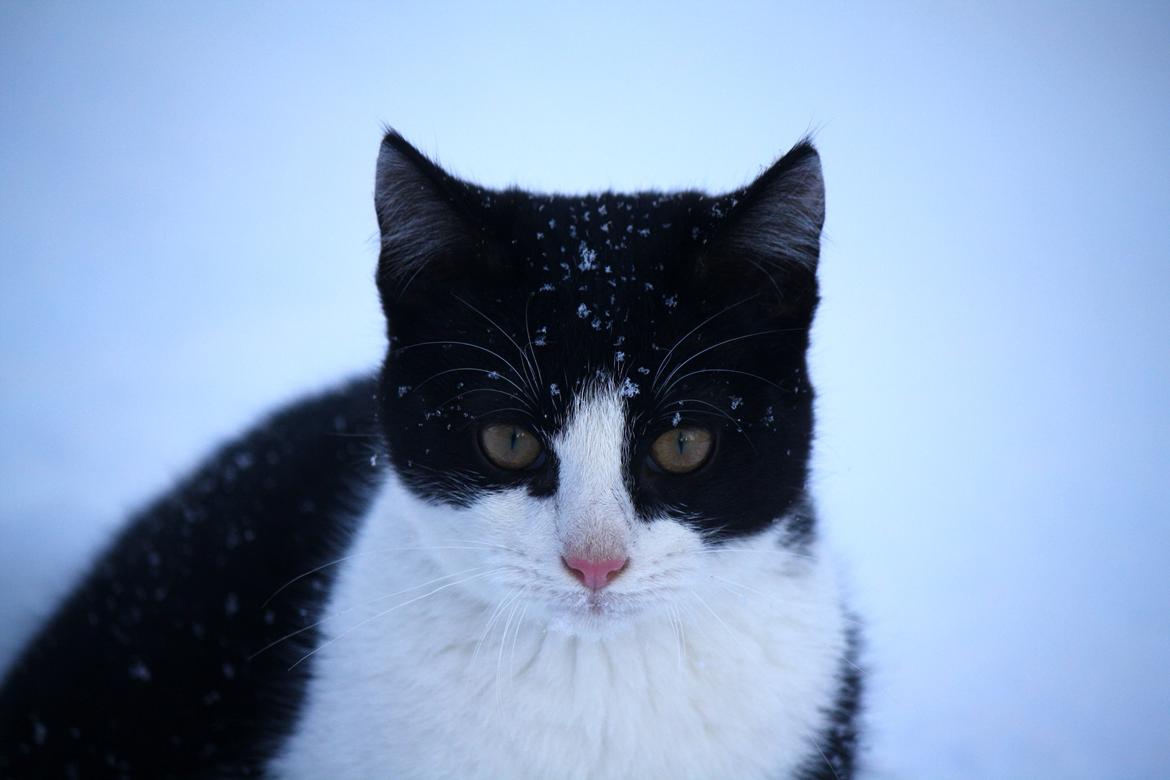 Blanding af racer BØRGE billede 3